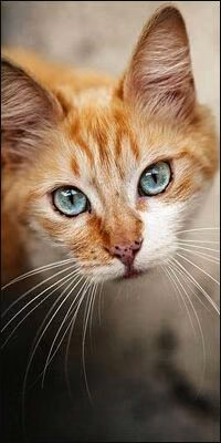 6a8cf982a2fcfda366265470165a210d.avif