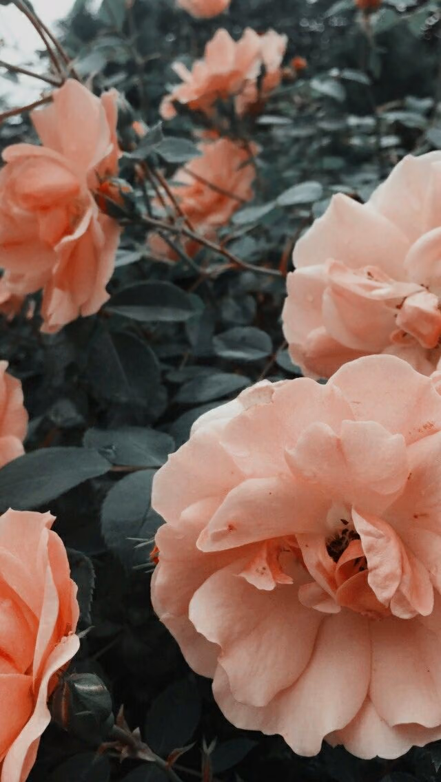 6f43f9e96aff2544d851a5ab82d13935.avif