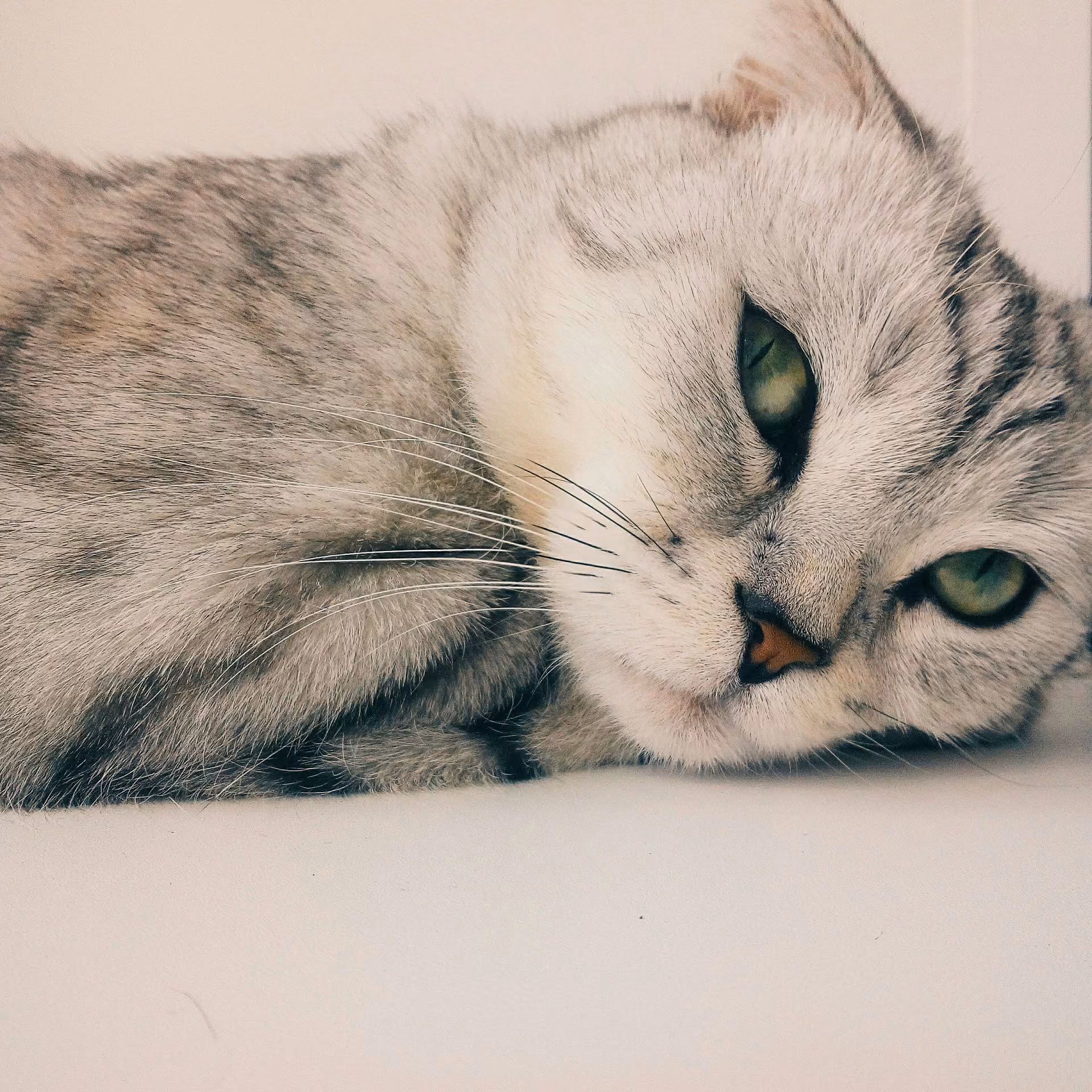 7191e9e8a588431047bfa55dcea439ed.avif