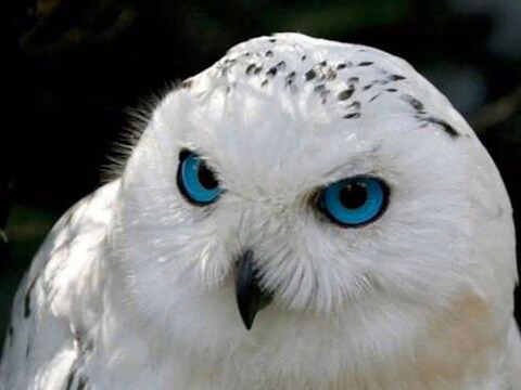 727511c85068dfd21f2f8493b0402673.avif