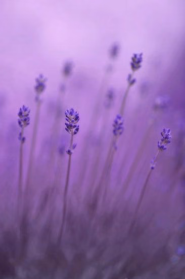 733d30ff805a282fef012f6110e8717f.jpg