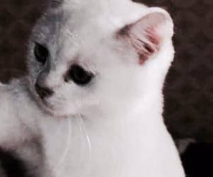 75fceeab138d22420a3dded37751f2db.avif