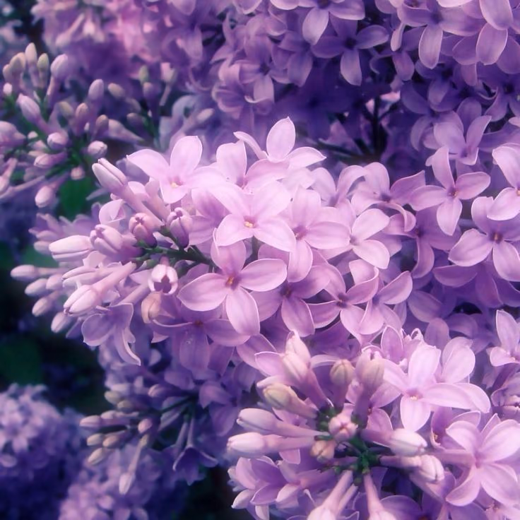 7bbb7af68ed6556b37d1bbeddacf8c1c.jpg