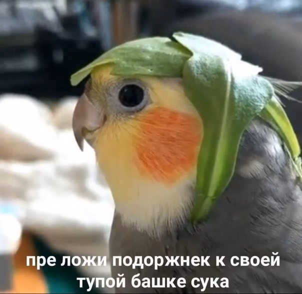 7c735b48575bf0215086556df8f3f436.jpg