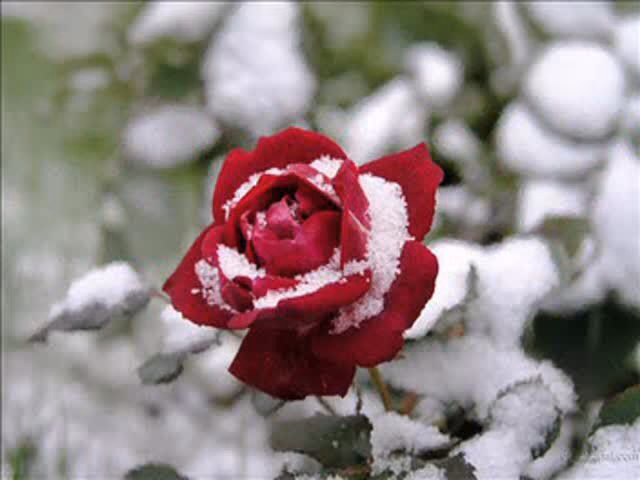 7d043c436bd6b04038238afaa87a0f3a.jpg