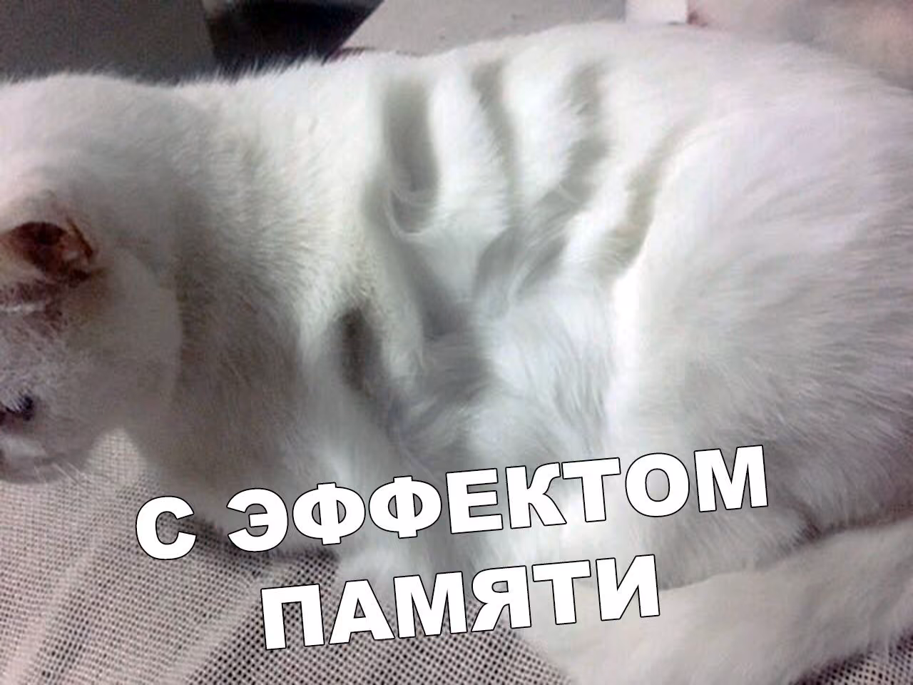 7f4ca52642d953ef861141c5cda3076a.jpg