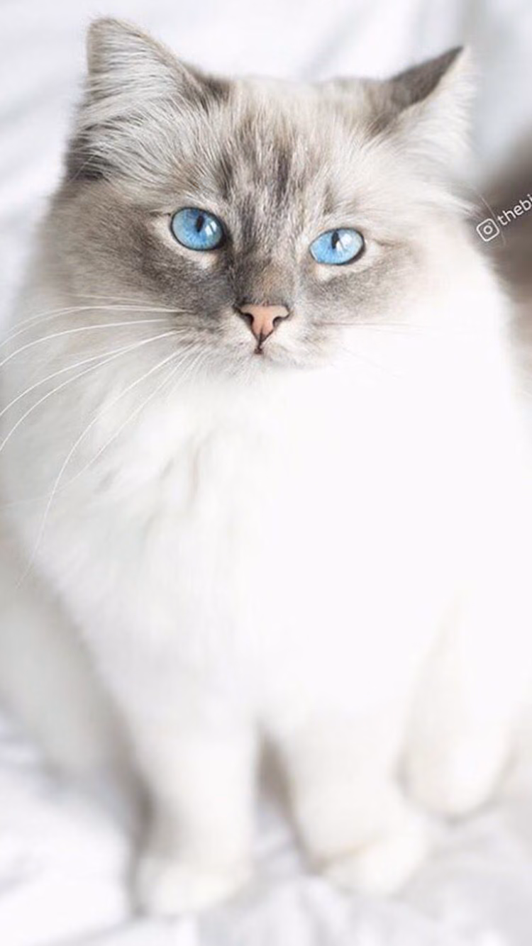 7fa8e3d025c6cb3e14b93b2ce6dbcdf4.avif