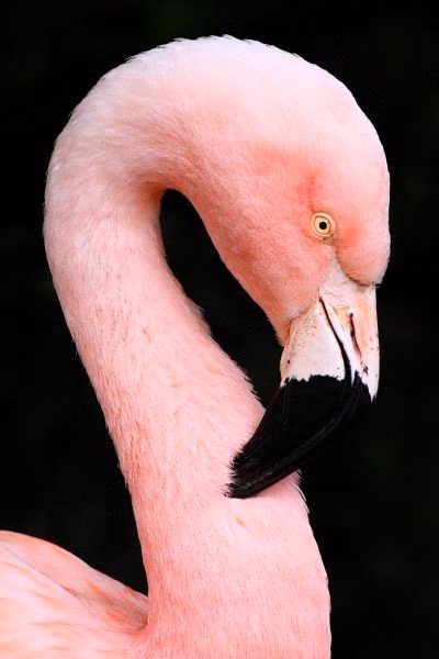 82bf2d33f20926909914309e41015501.avif