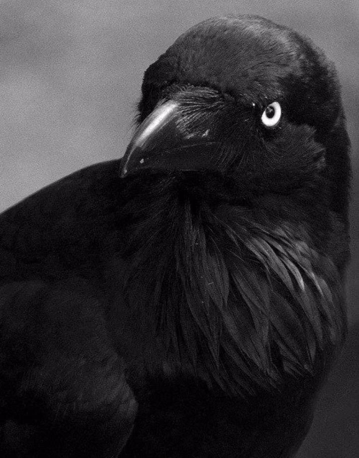 83da618d3ebf27af120b417eb6e4fd81.avif