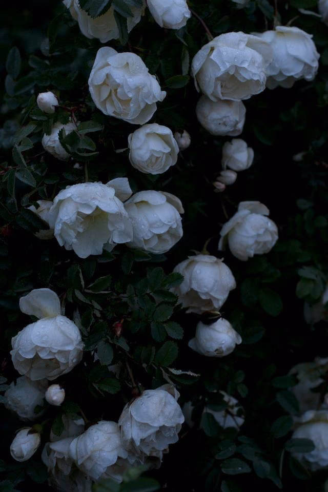 873c5d520af9537bffc21050f570870c.jpg