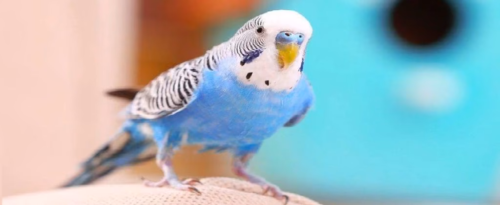 891aba91e29752614490ccb41fa33b78.avif