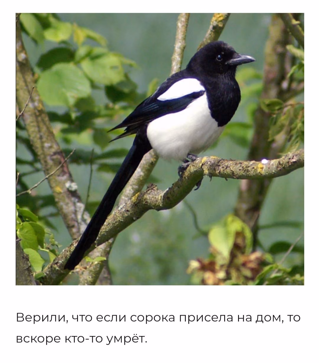 896d71b8a436a58090bfad7f918ee489.avif