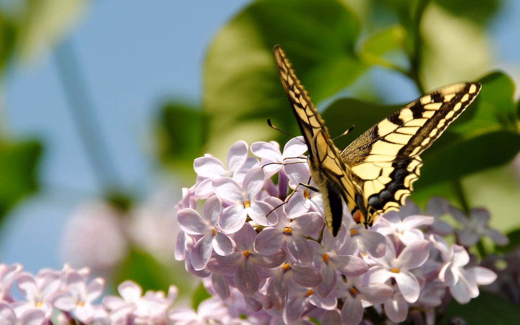 8c2806914760d9757b6c21efee1580d8.avif