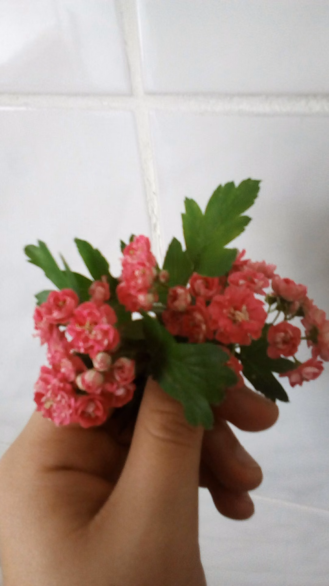 8e1fea77edeca434b2addcf6fc02cdbc.jpg