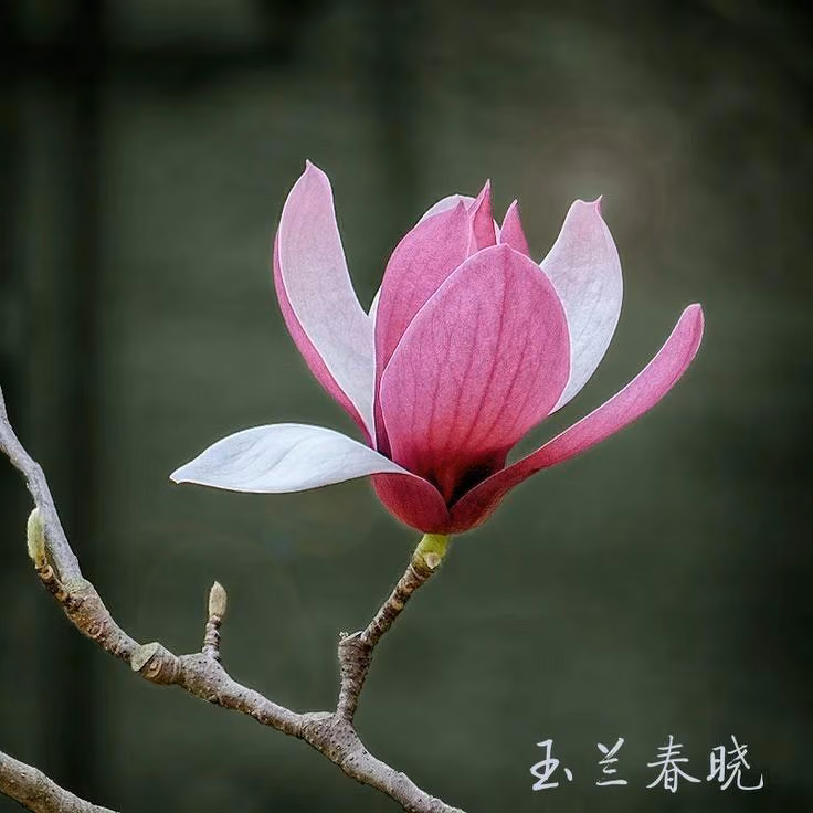 94f716270856c700d45883e5e955e4a8.avif