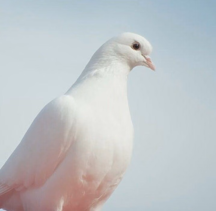 95b0b86e091f63ca49f25d3d677becff.avif