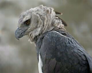 96fa5d3c7c31cdf8d4688b99b9ecb481.avif