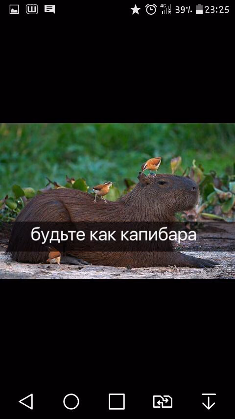 97a5cfe6ce441668bf837b16d12331fb.jpg