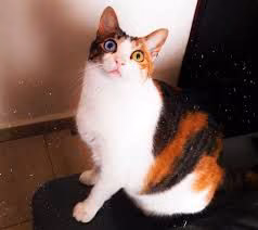 99556e764e6323c01352ddb05fb3e7ca.avif