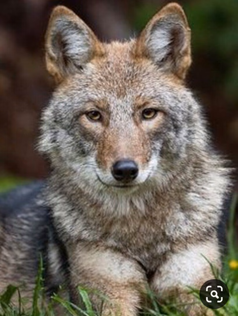 9b4b0064317d8256ab3f5c07d494ebaf.avif