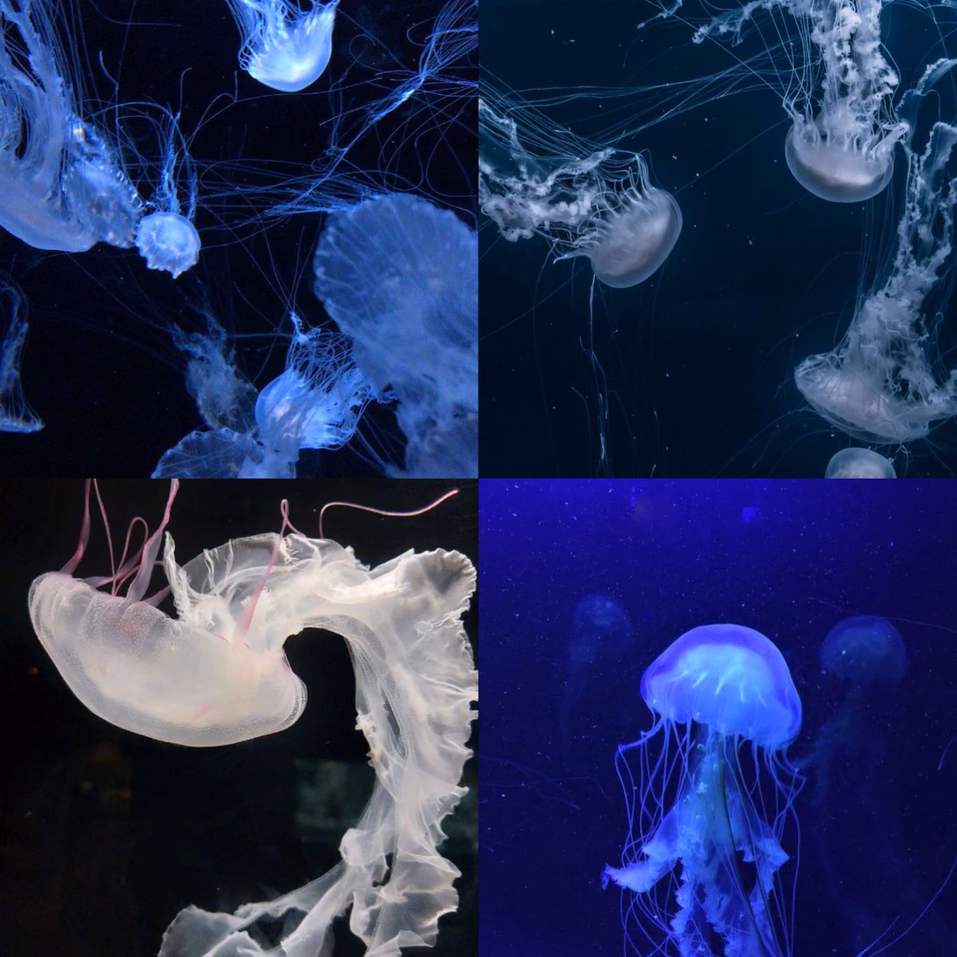 9c889a47c5a8d01c8e6ed4e109e85c6e.jpg