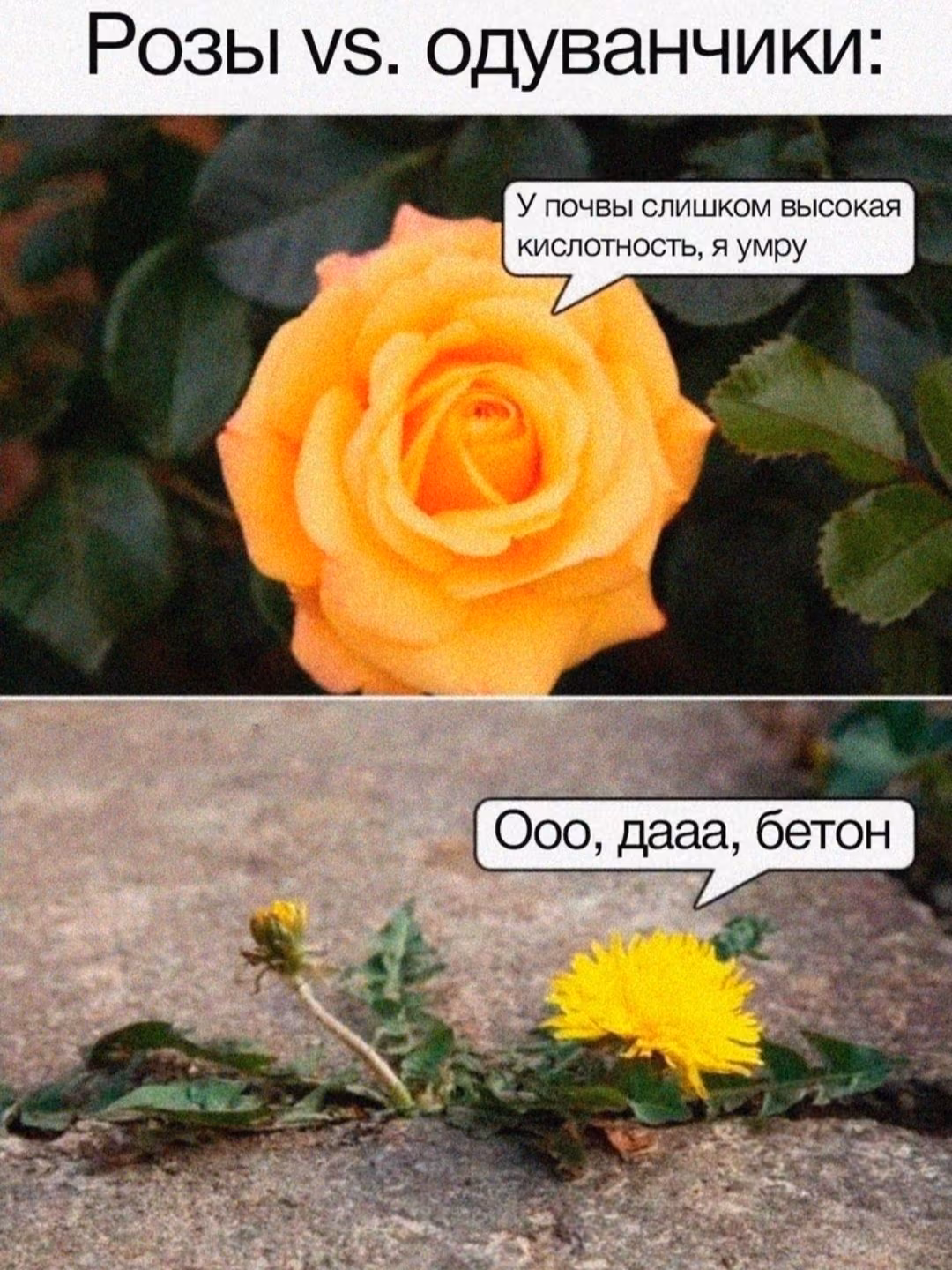 9e96754e31499929fe05b3b167cb08ff.jpg
