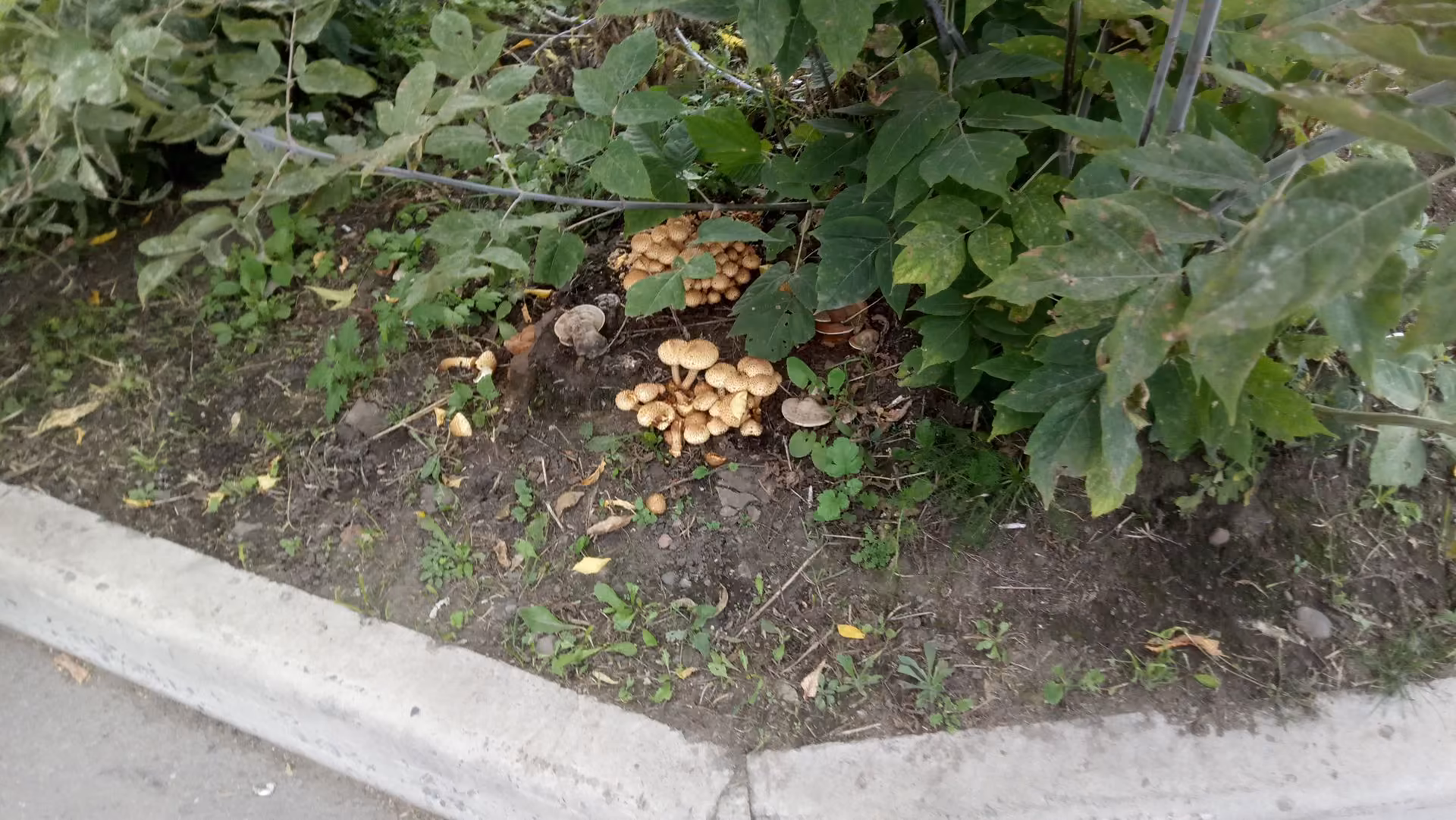 a06bd1721111b2708ea045f27ea57fa1.jpg
