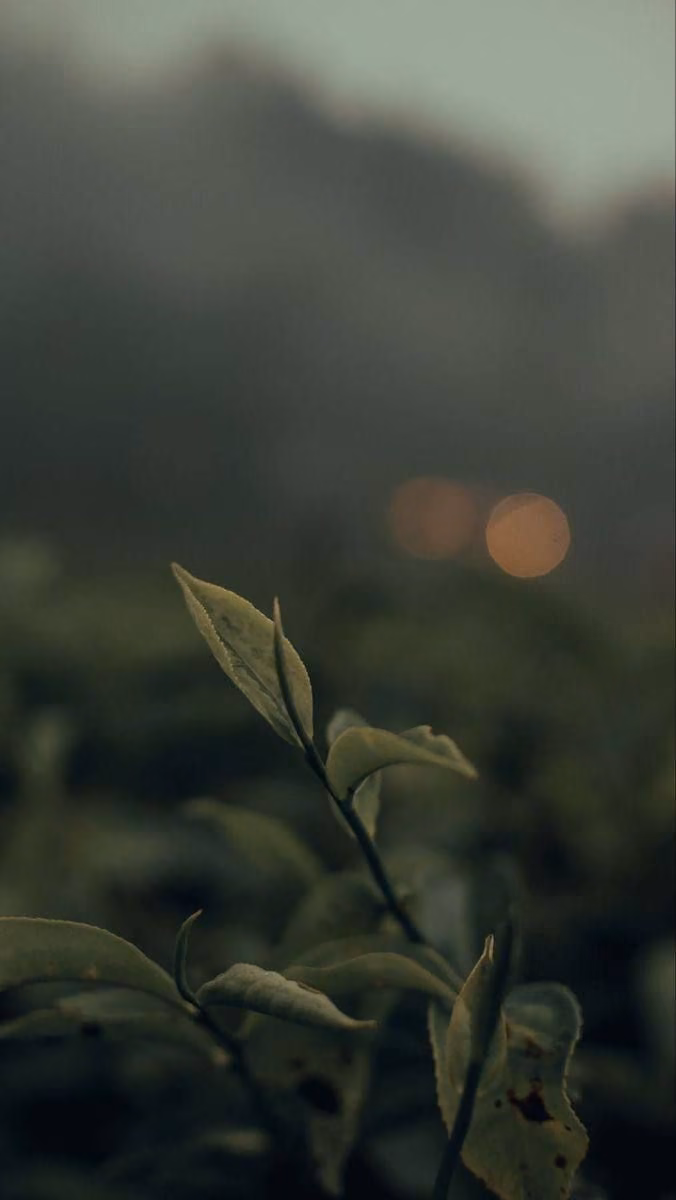 a1f50c775b51643863c0afec6a8ea7e8.jpg