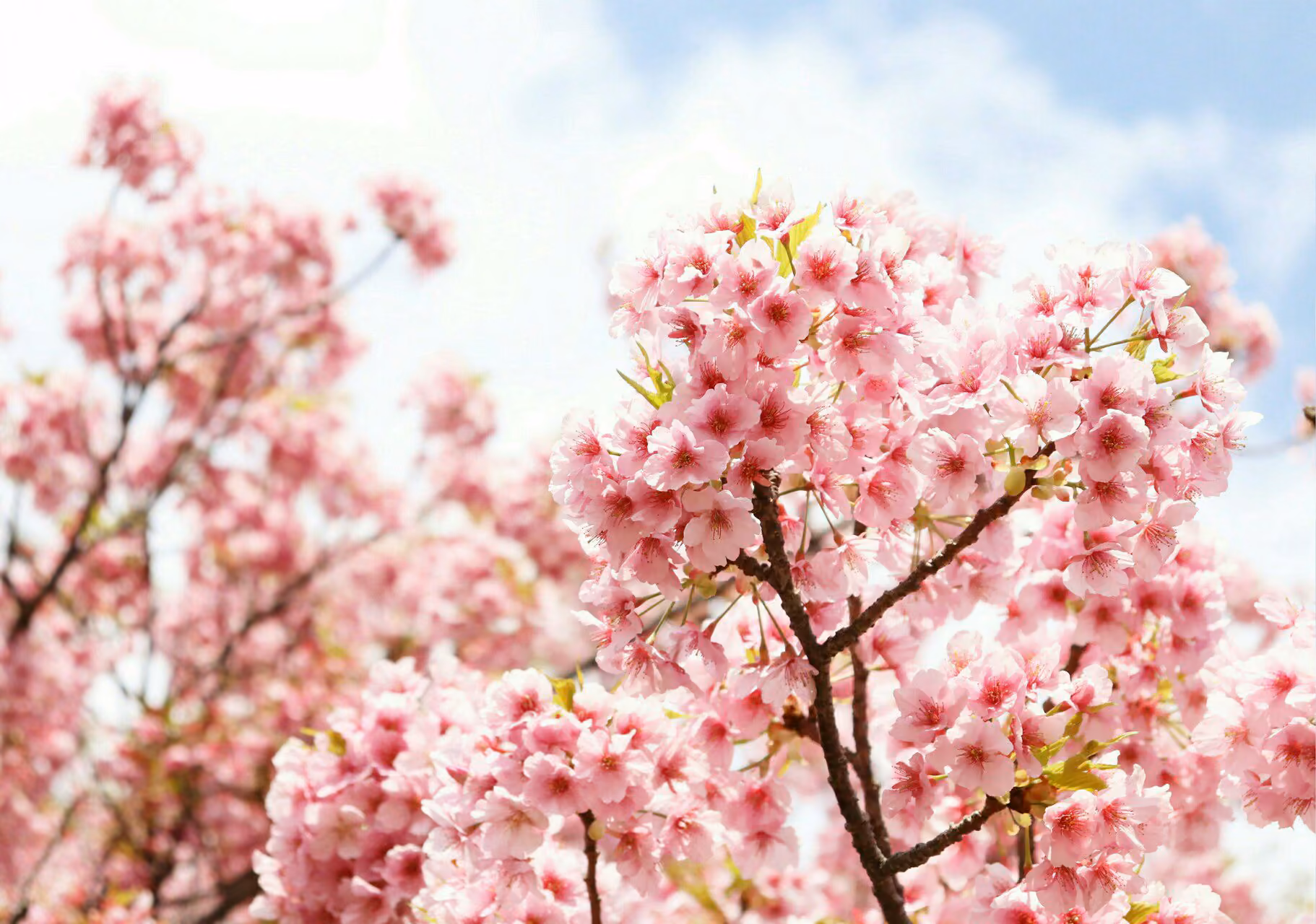 a34214edf0f1eb5f98cc4e47e5edaaaa.avif