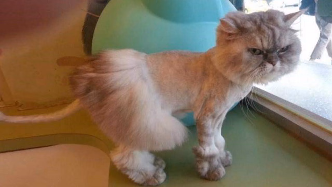 a443940fc0569ec27fdca473d762d1b8.avif