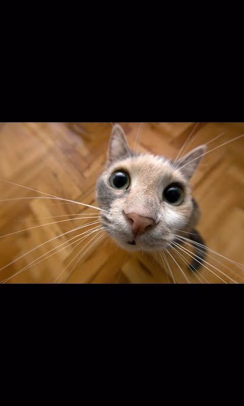 a46658802985f4d080a003031ba473ed.avif