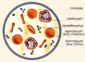 a5e1c0226a3364f0cfa4c77a007dac56.avif