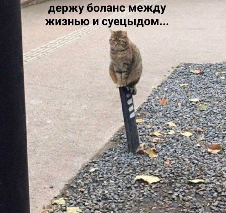 a69c59d6331b959896fd69b64601214c.avif