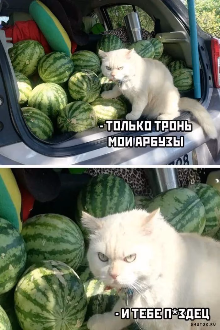 a6a89f51acc6e69313ae5eacf09ae108.jpg