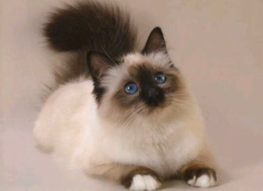 a6aca5daebec0250f7a7c2feee0621fb.avif