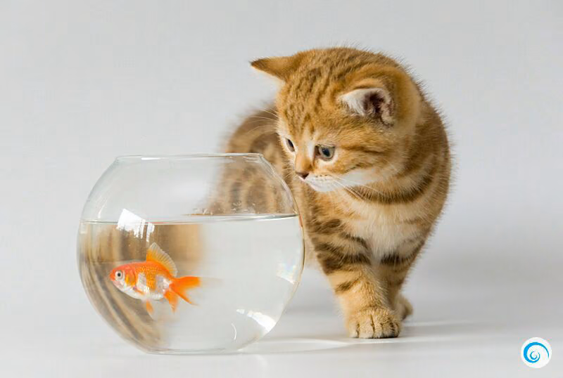 a7caaf012cfc57d054a16471b8fbd467.avif