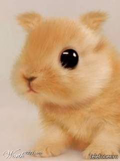 a8334b09e4d4be0b67cf245718211db6.avif