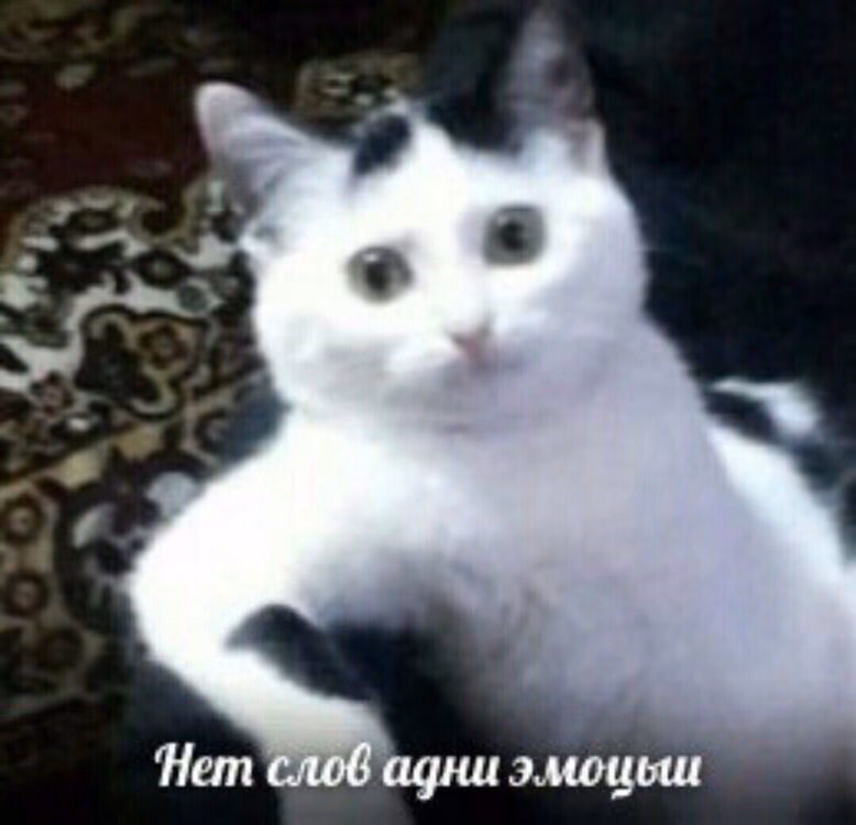 a897576c129e80624f366ca90fbe2330.avif