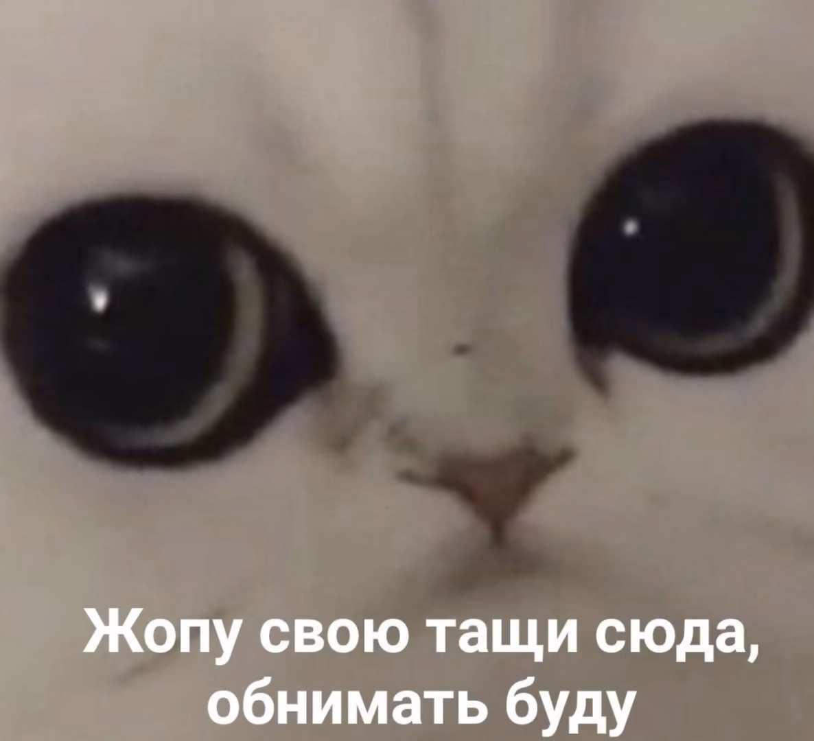 a934a54c80c4a8b1354df7b8c3cc57da.avif
