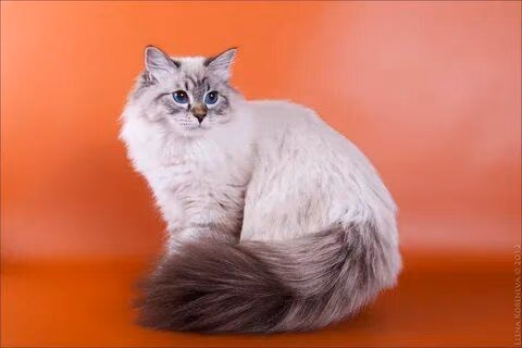 aaaf87e62a65d068487401c5f12b5e1f.avif