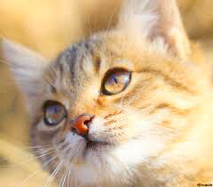 ab0a10b2b55ddf37bc553ad51c3e6ebe.jpg