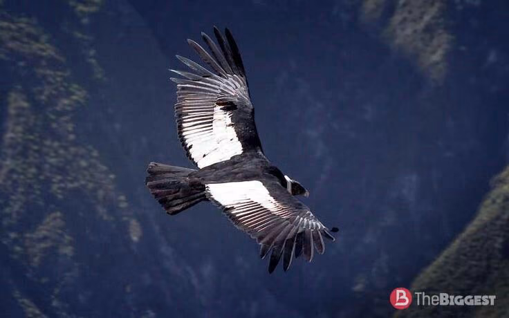 ac85b207f118389d3477c5e6c65040f0.avif