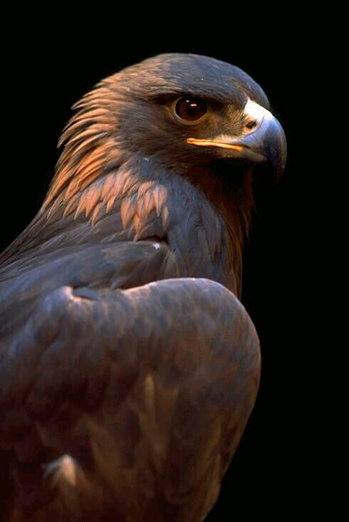 ad5e29b1acd8b8a56a5246443d258c04.avif