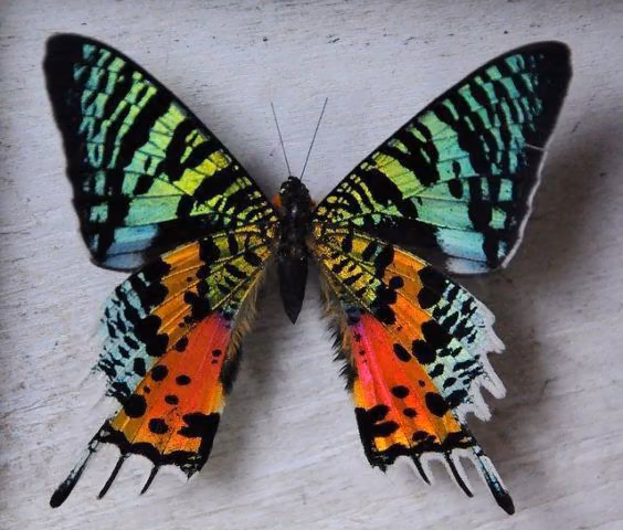 af1c7156a219fc396705cee25e2f9822.jpg