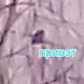 af6d5864413e02d248b19d1797b3cc62.jpg