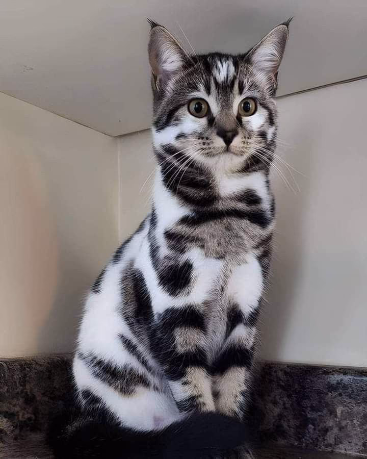 b17815ccbd3870a9821c5a4f9017f7b0.avif
