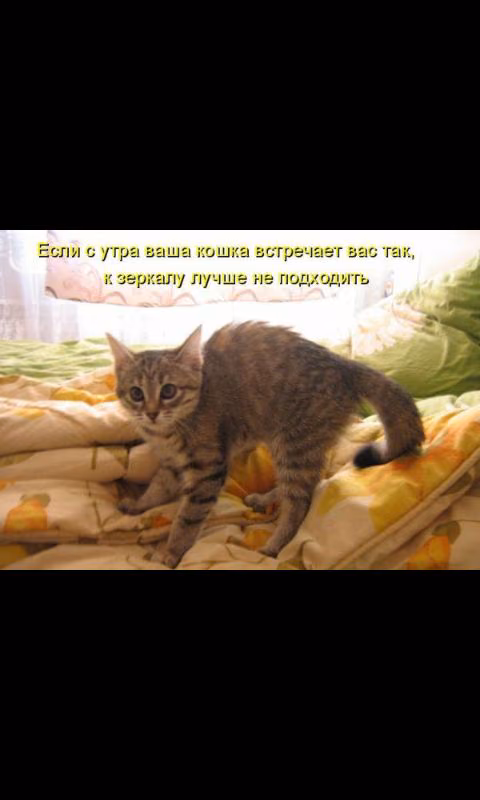 b20aab07260e167d890c7ee5d7ae2561.avif