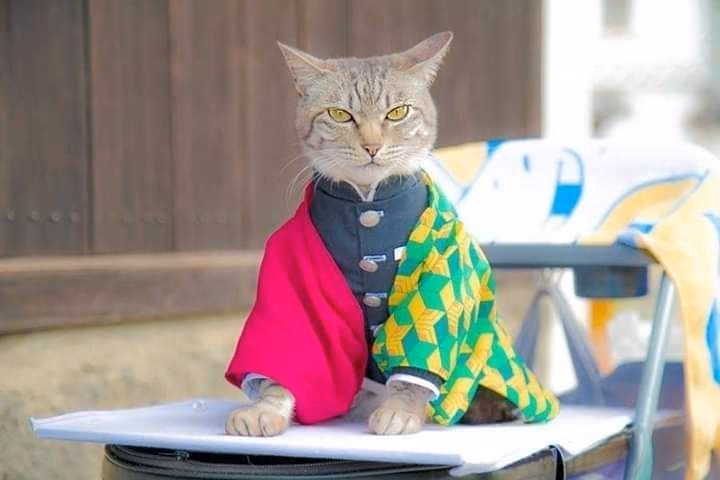 ba2ccc4ccb4ca0b40a29481848fe6414.avif