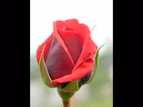 bbdc0077a0cf73758ab2aff87be3f5c7.avif