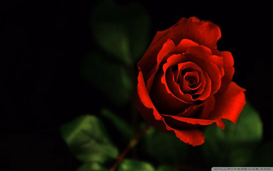 bddfab4e27ff6322bc45868f91f571aa.avif